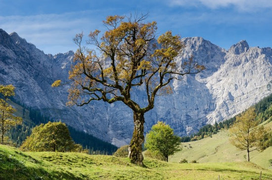 PHOTOWALL / The Tree (e310212)