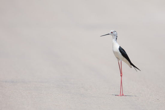 PHOTOWALL / Bird at the Beach (e310213)