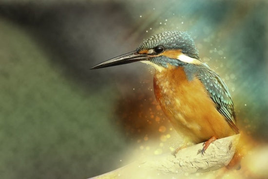 PHOTOWALL / Perched Kingfisher (e310238)