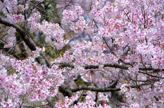 PHOTOWALL / Cherry Blossoms (e310252)
