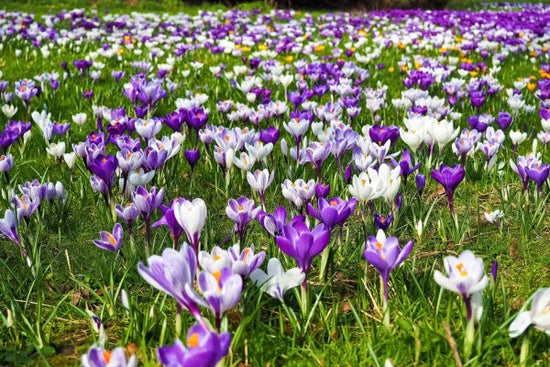 PHOTOWALL / Crocus Flowers (e310253)