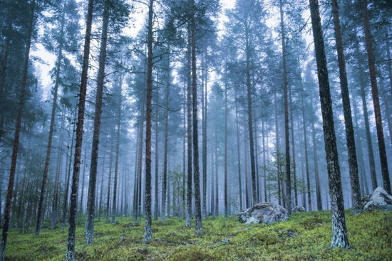 PHOTOWALL / Blue Forest (e310317)