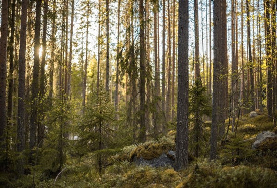 PHOTOWALL / The Fairytale Forest (e310337)