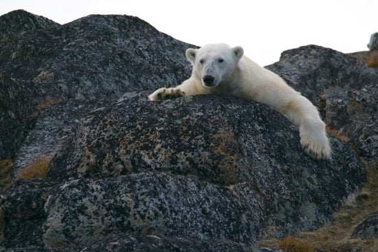 PHOTOWALL / White Polar Bear (e310287)