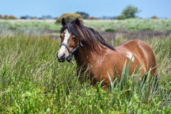 PHOTOWALL / Pony (e310288)
