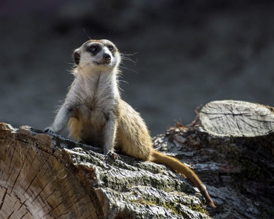 PHOTOWALL / Suricate (e310294)