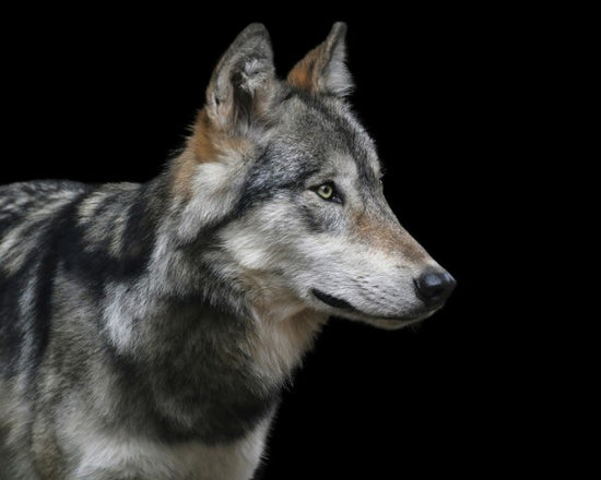 PHOTOWALL / Wolf (e310296)
