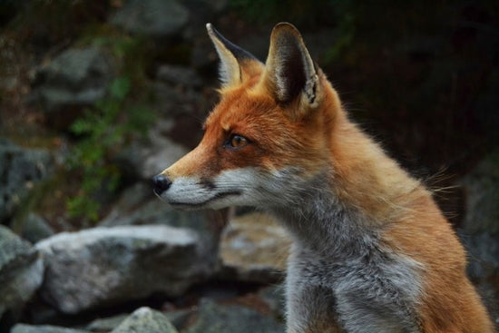 PHOTOWALL / Fox (e310300)