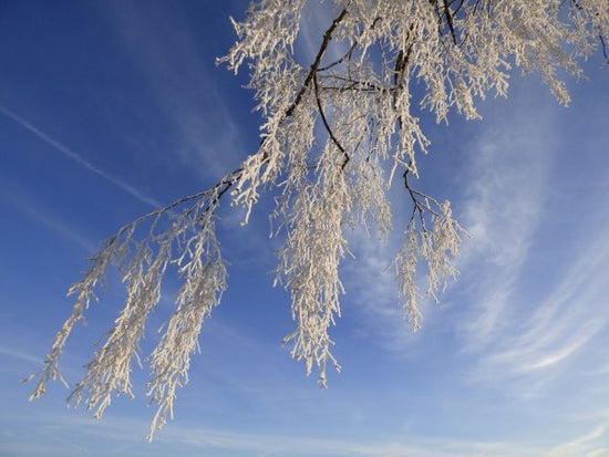 PHOTOWALL / Frozen Branch (e310419)