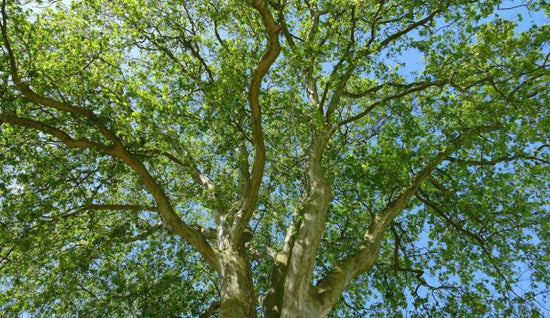 PHOTOWALL / Tree Crown (e310424)