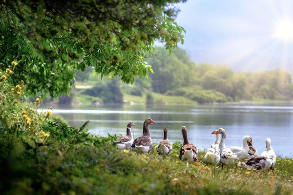 PHOTOWALL / Flock of Wild Geese (e310428)