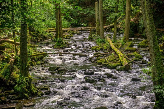 PHOTOWALL / River in the Forest (e310437)