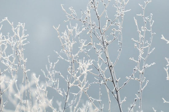 PHOTOWALL / Snow Covered Plant (e310441)
