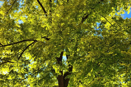 PHOTOWALL / Tree Top (e310445)