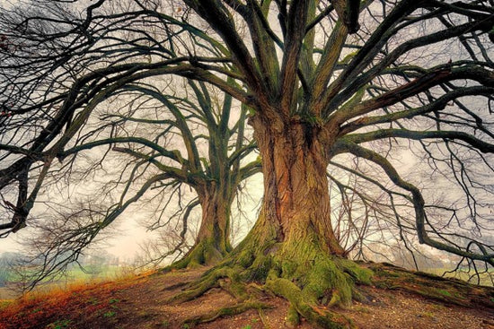 PHOTOWALL / Big Kahl Tree (e310446)