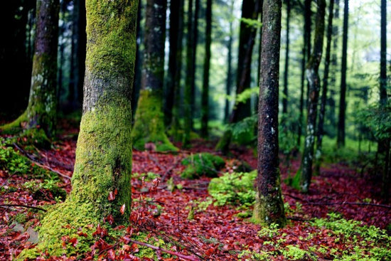 PHOTOWALL / Moss in Trees (e310447)