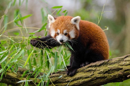 PHOTOWALL / Little Red Panda (e310453)