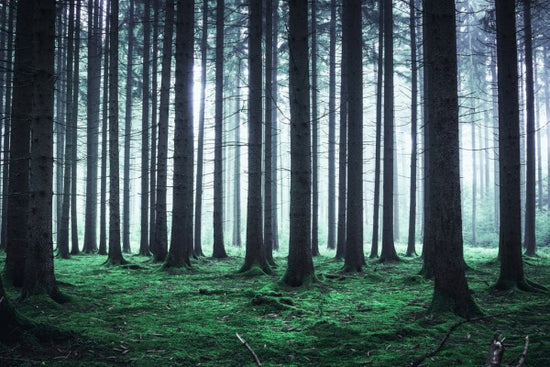 PHOTOWALL / Foggy Forest (e310478)