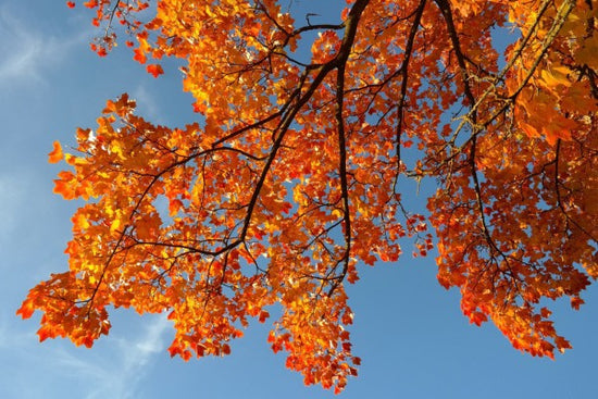 PHOTOWALL / Golden Yellow Leaves (e310482)