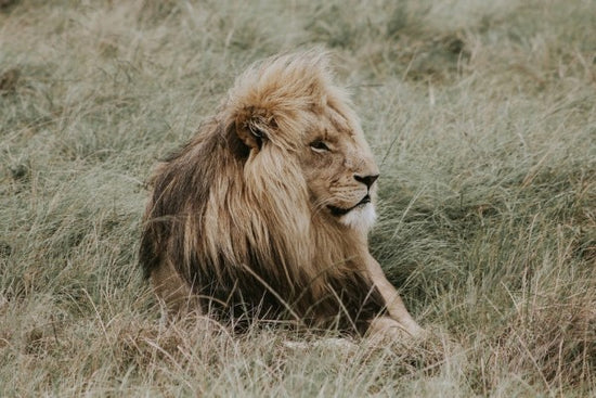 PHOTOWALL / Lion (e310503)