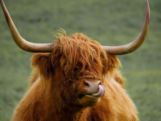 PHOTOWALL / Highland Cattle (e310536)