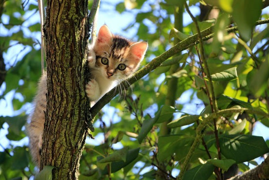 PHOTOWALL / Adorable Kitten (e310540)