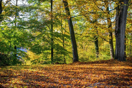PHOTOWALL / Autumn Forest (e310557)