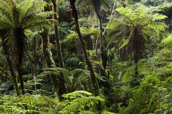 PHOTOWALL / Cloud Forest (e310362)