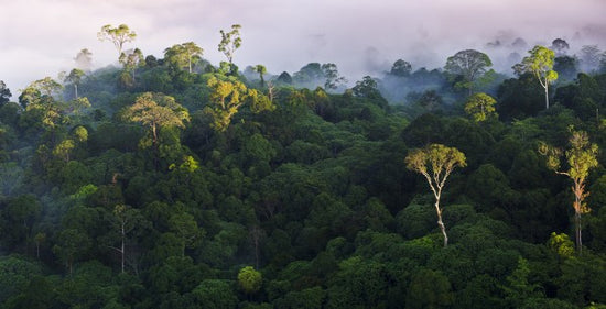 PHOTOWALL / Sunrise at Lowland Rainforest (e310364)