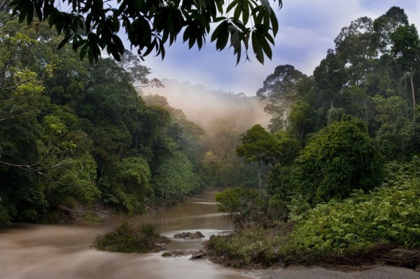 PHOTOWALL / Segama River and Rainforest (e310365)