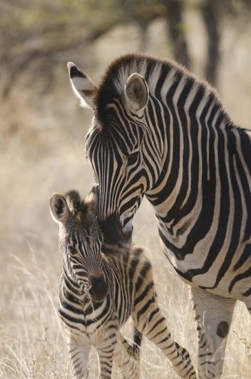 PHOTOWALL / Plains Zebra (e310372)