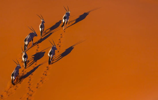PHOTOWALL / Herd of Gemsbok (e310380)