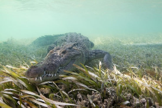 PHOTOWALL / American Crocodile (e310391)