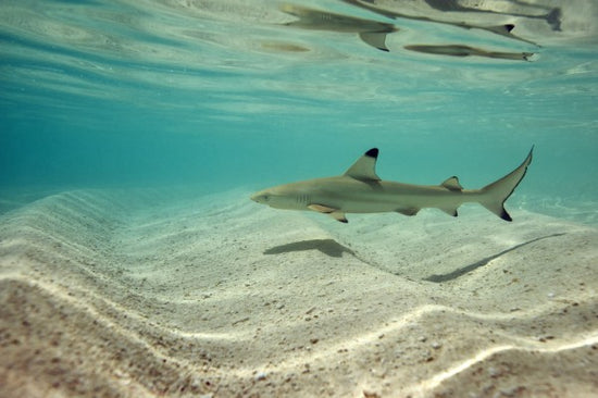 PHOTOWALL / Blacktip Reef Shark (e310398)