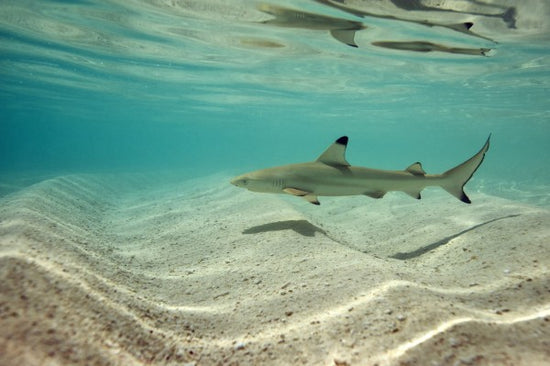 PHOTOWALL / Blacktip Reef Shark (e310398)