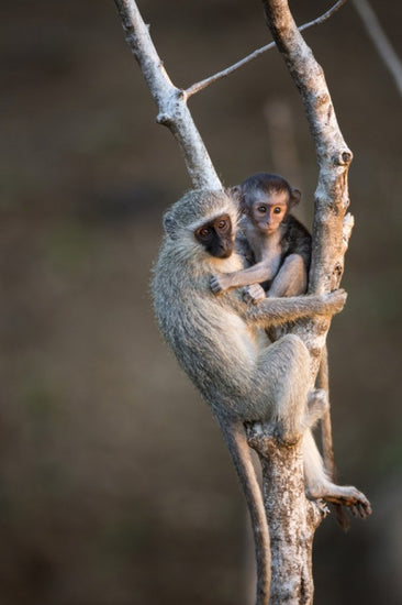 PHOTOWALL / Vervet Monkey (e310400)