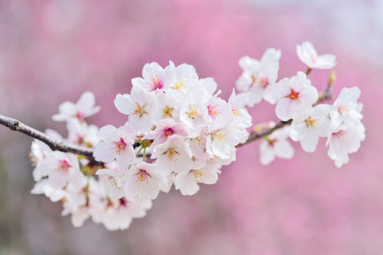 PHOTOWALL / Beautiful Cherry Blossoms (e310642)