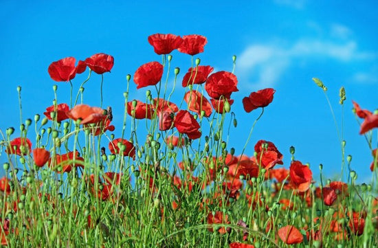 PHOTOWALL / Field of Poppies (e310646)