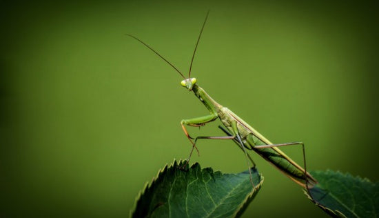 PHOTOWALL / Praying Mantis on a Leaf (e310647)