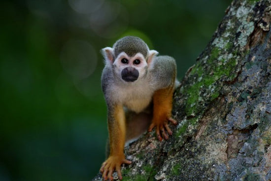 PHOTOWALL / Scented Monkey (e310650)
