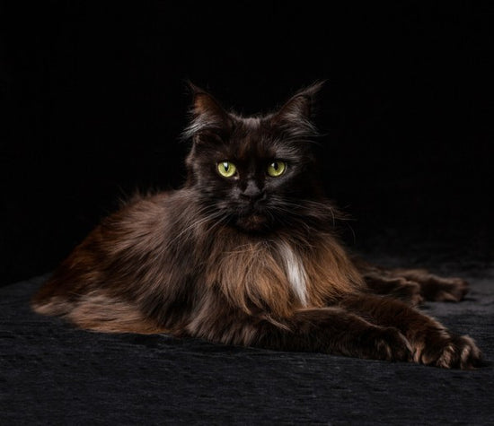 PHOTOWALL / Maine Coon Cat Brown (e41192)