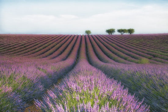 PHOTOWALL / Velours de Lavender (e310974)