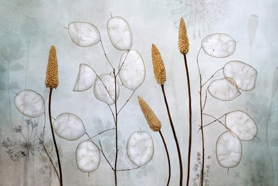 PHOTOWALL / Lunaria (e311010)