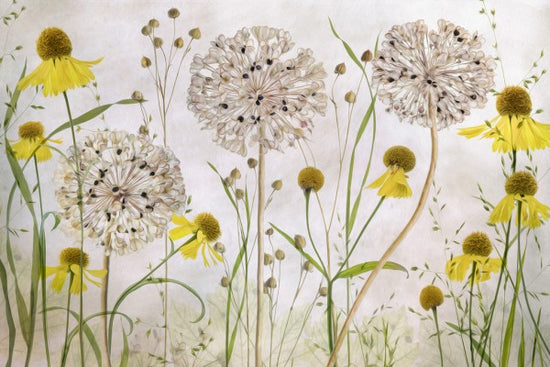 PHOTOWALL / Alliums and Heleniums (e311026)