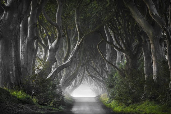 PHOTOWALL / Dark Hedges (e311028)