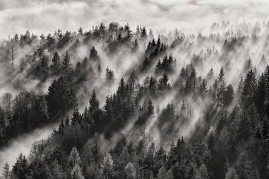 PHOTOWALL / Sundance No.1 (e311034)