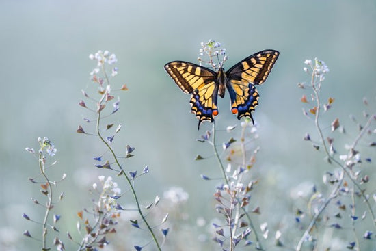 PHOTOWALL / Swallowtail Beauty (e311039)