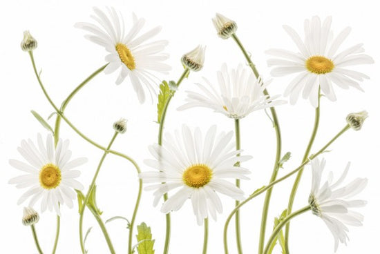 PHOTOWALL / Ox Eye Daisies (e311042)