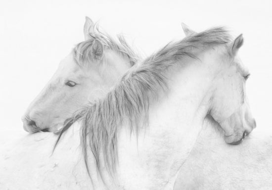 PHOTOWALL / Horses (e311047)