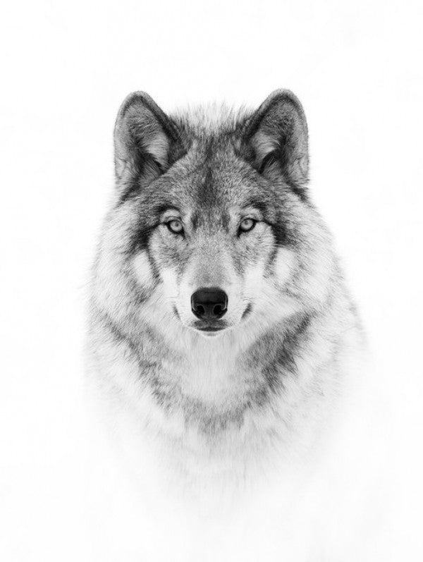 PHOTOWALL / Portrait of a Timber Wolf (e311064) | 輸入壁紙